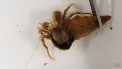 Pagurus brevidactylus im Aquarium halten