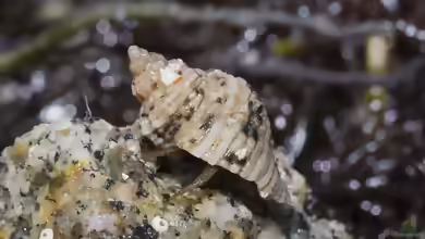 Pagurus granosimanus im Aquarium halten