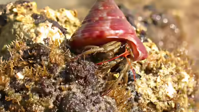 Pagurus longicarpus im Aquarium halten