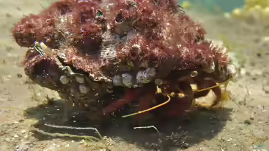 Pagurus sinuatus im Aquarium halten
