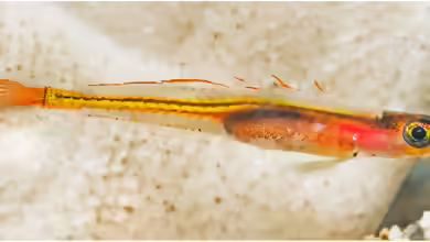 Palatogobius incendius im Aquarium halten