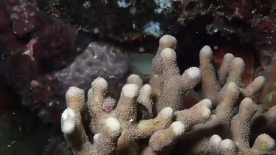 Palauastrea ramosa im Aquarium halten