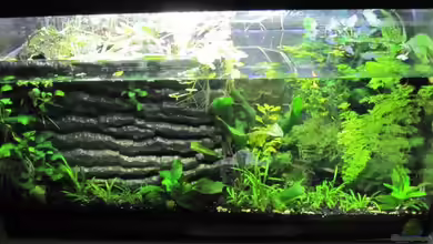 Paludarium von cammarus