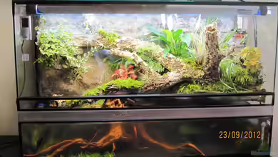 Paludarium von Wasserfloh*1