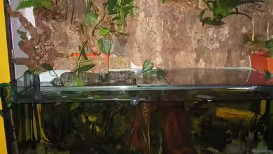 Paludarium von Jens Krause