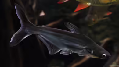 Pangasius hypophthalmu im Aquarium halten