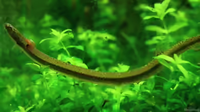 Pangio muraeniformis im Aquarium halten