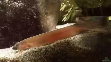 Pangio oblonga im Aquarium halten