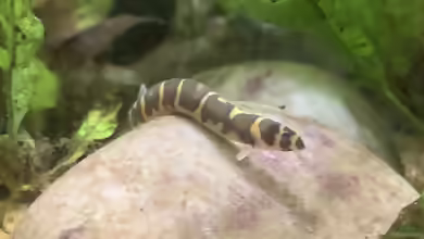 Pangio semicincta im Aquarium halten