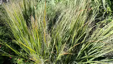 Panicum virgatum im Garten pflanzen