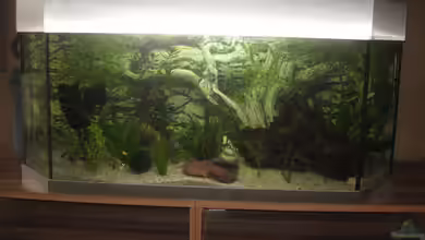 Panoramabecken von MichlNausM