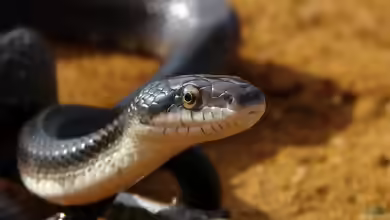 Pantherophis obsoletus im Aquarium halten