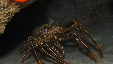 Panulirus echinatus im Aquarium halten