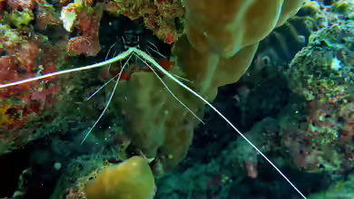 Panulirus femoristriga im Aquarium halten