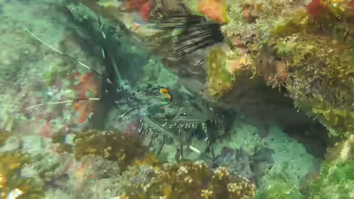 Panulirus gracilis im Aquarium halten