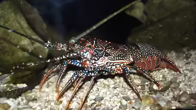 Panulirus guttatus im Aquarium halten