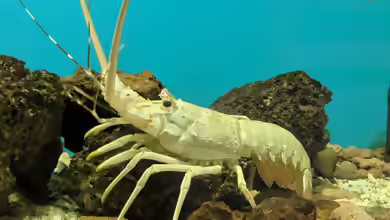 Panulirus homarus im Aquarium halten