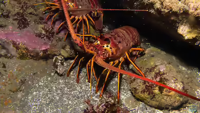 Panulirus interruptus im Aquarium halten