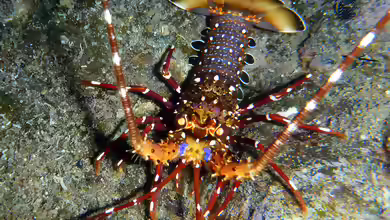 Panulirus longipes im Aquarium halten