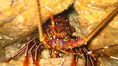 Panulirus penicillatus im Aquarium halten