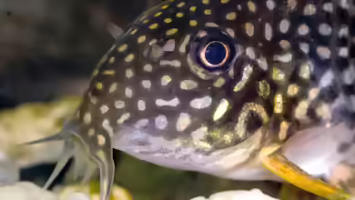 Panzerwelse: Unterschiedliche Arten der Gattung Corydoras vergesellschaften