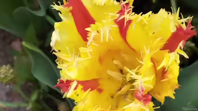 Papageien-Tulpe der Sorte ´Flaming Parrot´ (Tulipa ´Flaming Parrot´)