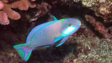 Papageifische im Aquarium: Ein umfassender Ratgeber