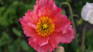 Papaver nudicaule im Garten pflanzen