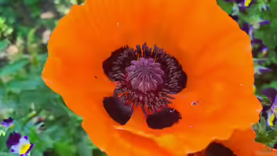 Papaver orientale im Garten pflanzen