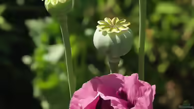 Papaver somniferum im Garten pflanzen