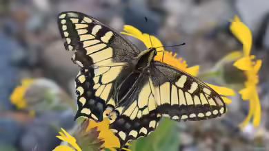 Papilio machaon im Garten