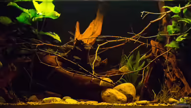 Papillon von AjakAndi