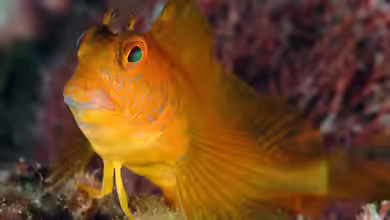 Parablennius pilicornis im Aquarium halten