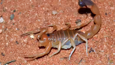 Parabuthus raudus im Terrarium halten