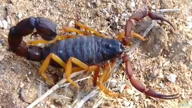Parabuthus villosus im Terrarium halten