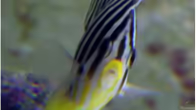 Paracentropyge multifasciatus im Aquarium halten