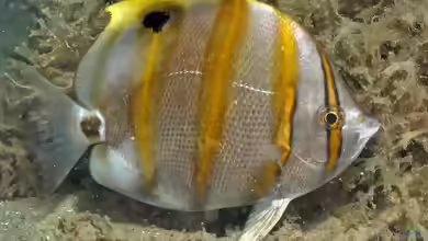 Parachaetodon ocellatus im Aquarium halten