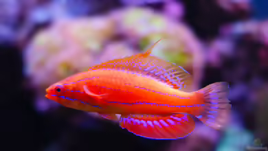 Paracheilinus carpenteri im Aquarium halten