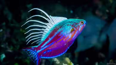 Paracheilinus cyaneus im Aquarium halten