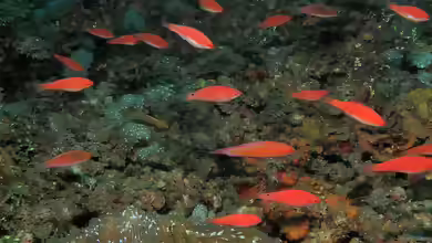 Paracheilinus filamentosus im Aquarium halten