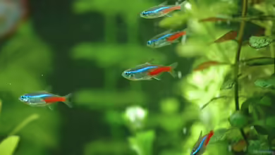 Paracheirodon innesi im Aquarium halten