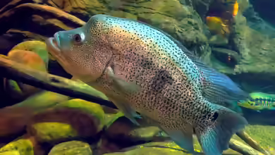 Parachromis dovii im Aquarium halten
