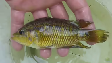 Parachromis loisellei im Aquarium halten