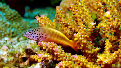 Paracirrhites forsteri im Aquarium halten