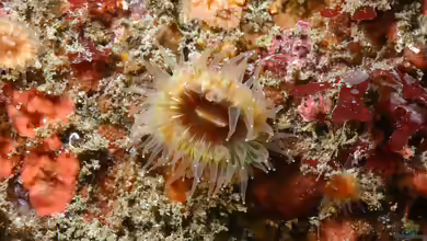 Paracyathus stearnsii im Aquarium halten