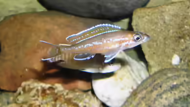 Paracyprichromis: elegante Freiwasser-Cichliden aus dem Tanganjikasee