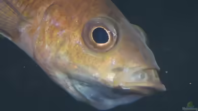 Paracyprichromis brieni im Aquarium halten