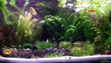 Paradiesbecken von KidVicious