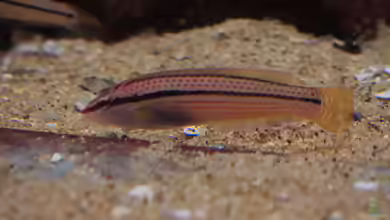 Parajulis poecilepterus im Aquarium halten