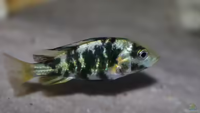 Paralabidochromis chromogynos im Aquarium